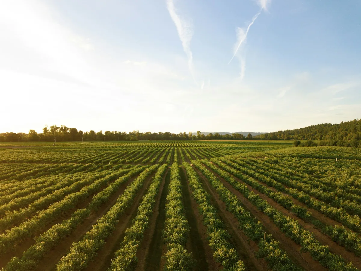 Weinberge in der Pfalz rund um Wachenheim an der Weinstraße